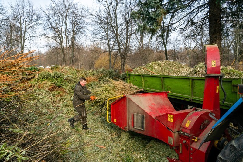 Около 40 тыс. хвойных деревьев сдали москвичи в рамках акции «Елочный круговорот»